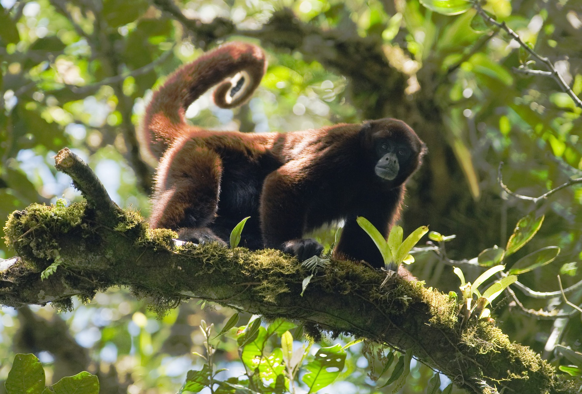 woolly monkey